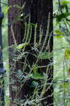 Common ragweed